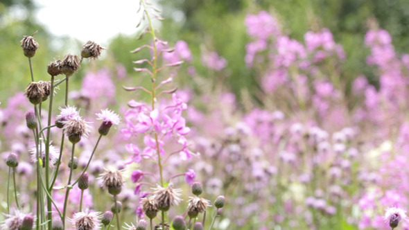 Field Flowers