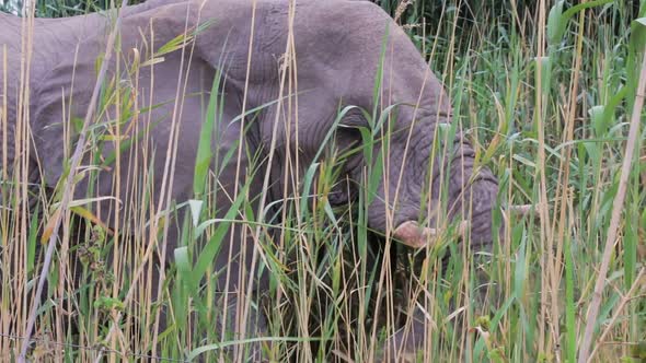 herd of African elephants on waterhole