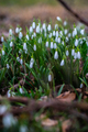 Snowdrop - PhotoDune Item for Sale