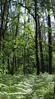 Vertical Video of a Summer Green Forest with Trees During the Day Slow Motion