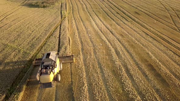 Aerial View of Combine Harvester Harvesting Large Golden Ripe Wheat Field