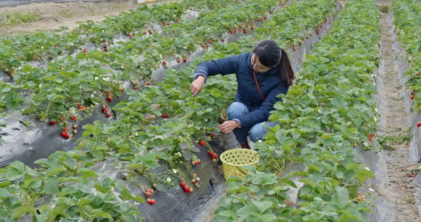 Woman cut strawberry in the farm