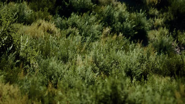 Beach Dunes with Long Grass