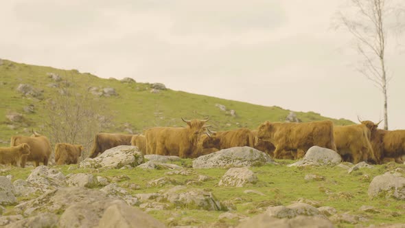 Herd of highland cattle on top of a green and rocky hill. 4K handheld static.