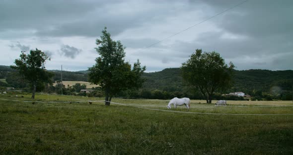 Grazing Elegant White Horse on Green Meadow at Rainy Day