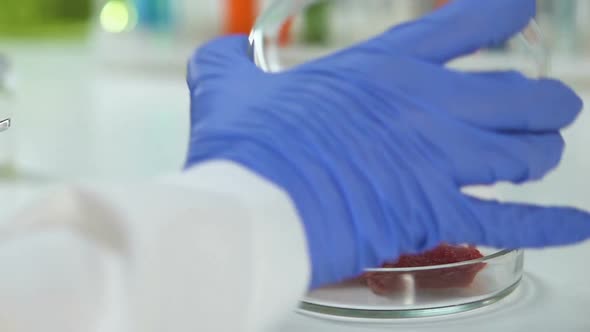 Worker of Sanitary Laboratory Taking Piece of Meat From Petri Dish to Research