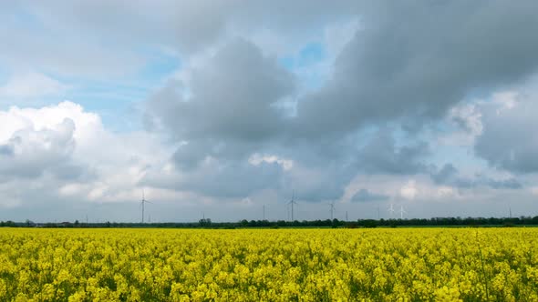 Rural Landscape With Wind Turbines in Flowering Colza Field. Time Lapse Footage. 