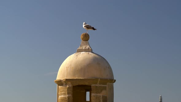 Seagull sitting on top of stone tower in Cadiz