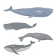 Vector Set of Cartoon Whales - GraphicRiver Item for Sale
