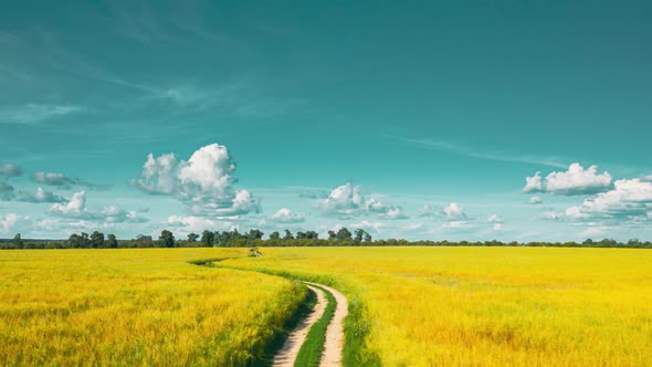 Rural Landscape With Country Road Between Oat And Canola Colza Rapeseed Field