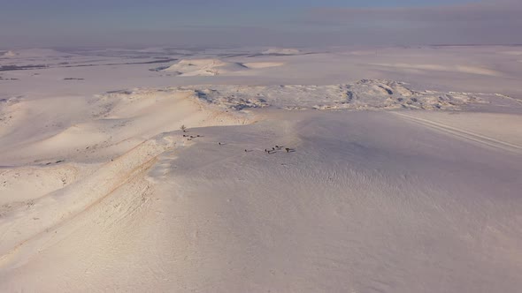 Aerial View of a Herd of Horses Grazing in a Field in Winter