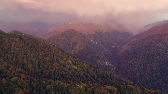 forests at sunset