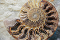 old fossil of spiral mollusk on seabed - PhotoDune Item for Sale