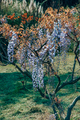 blossoming branches wisteria plant - PhotoDune Item for Sale