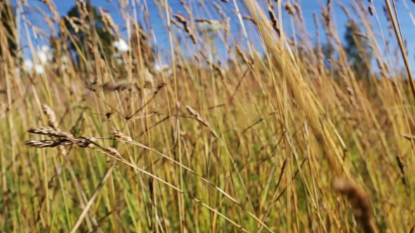 Through The Grass