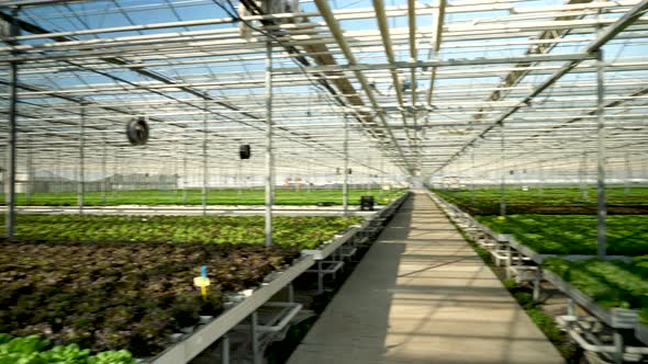 Aerial View with Drone Flying in a Modern Greenhouse