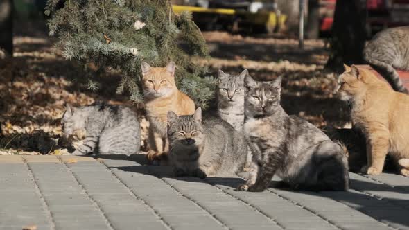 Lot of Stray Cats are Sitting Together in a Public Park in Nature Slow Motion