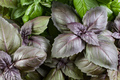 Basil herb leaves background close up. - PhotoDune Item for Sale