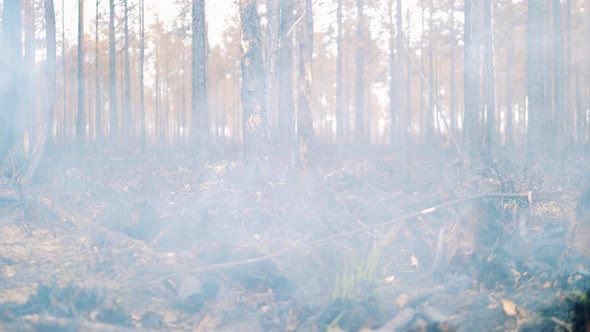 Creeping Smoke in the Burntout Forest