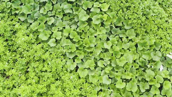 Flight directly above green lush and dense vegetable food garden with potato and cucumber plants on