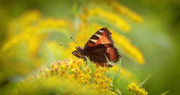 Small Tortoiseshell Butterfly Aglais Urticae Nymphalis Urticae is a Colourful Eurasian Butterfly