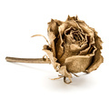One gold rose isolated on white background cutout. Golden dried flower head, romance concept. - PhotoDune Item for Sale