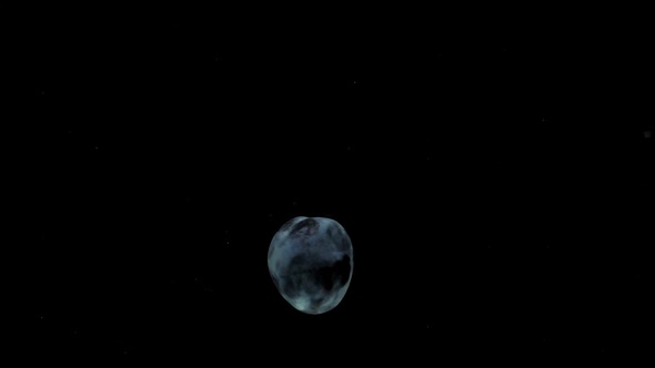 Slow Motion One Plum Spinning Falling Into Transparent Water on Black Background