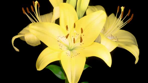 Time Lapse of Opening Beautiful Yellow Lily Flower