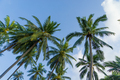 Coconut trees against sky - PhotoDune Item for Sale