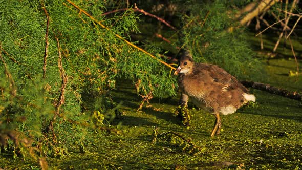 Young Common moorhen, Gallinula chloropus, France