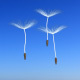 Floating Dandelion Seeds Pack 2 - VideoHive Item for Sale