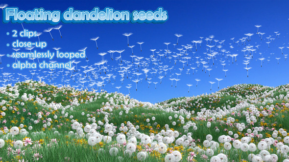 Floating Dandelion Seeds Pack 3-1