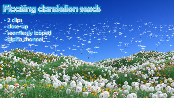 Floating Dandelion Seeds Pack 3-2