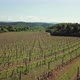 Vineyard - VideoHive Item for Sale