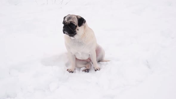 Funny Pug Dog Looking Surprised in Snowy Weather