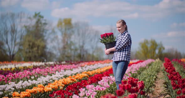 Woman Holding Tulips Bouquet in Hands While Walking on Tulips Field