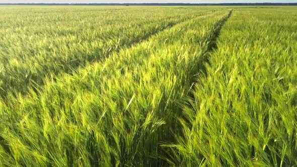 Green Barley Stems Grow on Endless Field with Wheels Traces