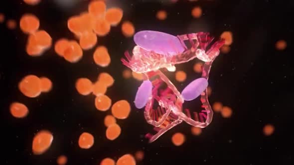 Antibodies attack a cancer cell or virus alt