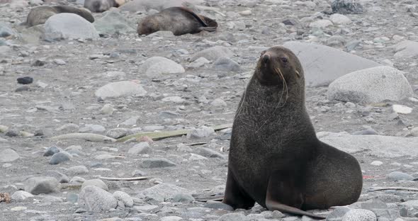 Fur seal on beach