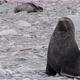 Fur seal on beach - VideoHive Item for Sale