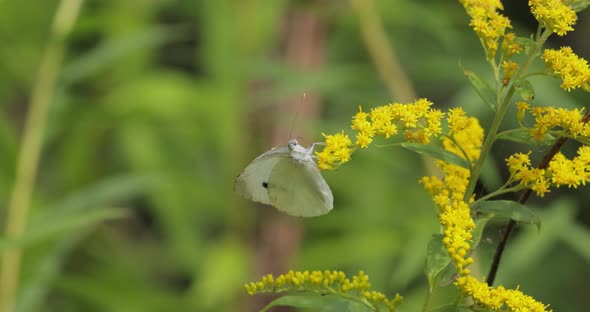 Pieris Brassicae the Large White Butterfly Also Called Cabbage Butterfly