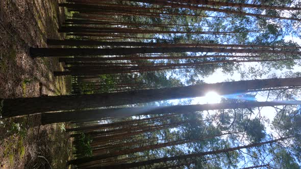 Vertical Video of a Forest with Pine Trees on a Summer Day