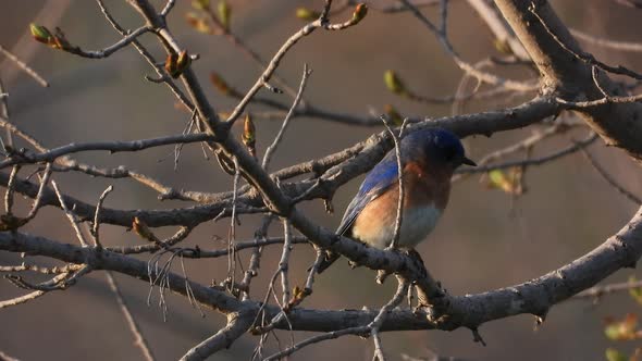 Male Eastern Bluebird perched on tree branch, flying away. Static close shot