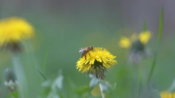 Honey Bee Gathering Nectar on Yellow Dandelion Flowers Blooming on Summer Meadow in Green Sunny