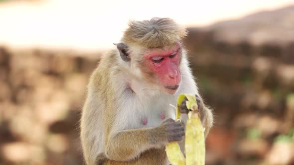 Monkey eating banana in Sri Lanka