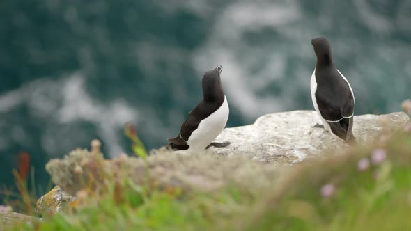 A pair of alert razorbill seabirds (Alca torda) sit on the edge of a beautiful cliff with each other