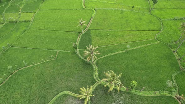 Rice field