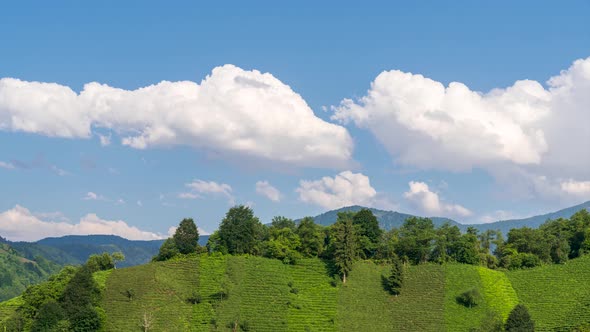 Tea And Cloud Timelapse