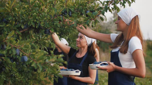 Group of Young Women Picking Fresh Plums From the Tree and Put It Into the Baskets