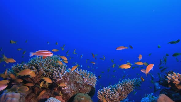 Tropical Coral Reef